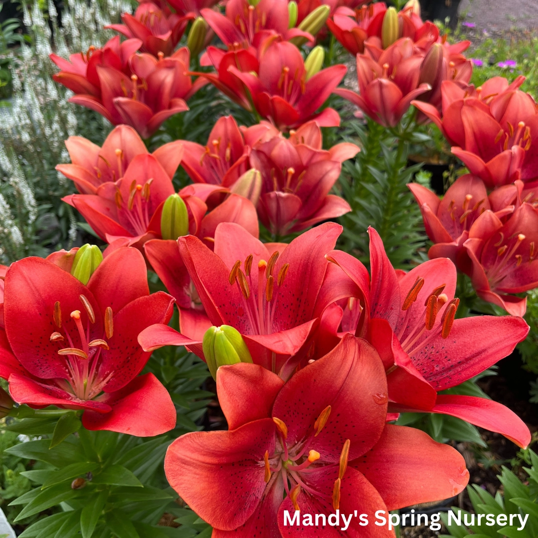 Summer Scarlet' LA Hybrid Asiatic Lily | longiflorum x asiatic