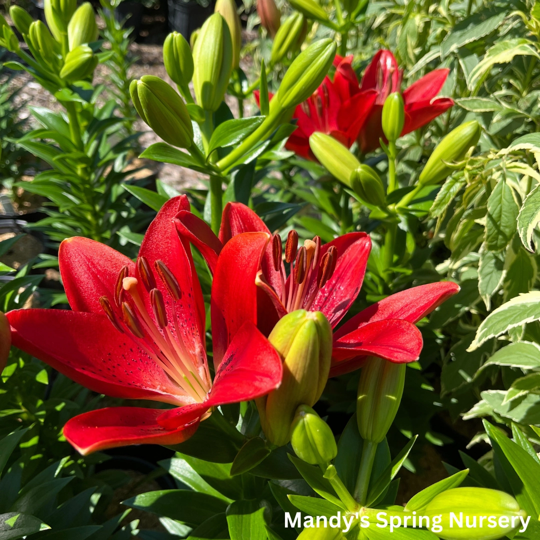 Summer Scarlet' LA Hybrid Asiatic Lily | longiflorum x asiatic