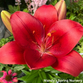 Summer Scarlet' LA Hybrid Asiatic Lily | longiflorum x asiatic traditional flower vase  