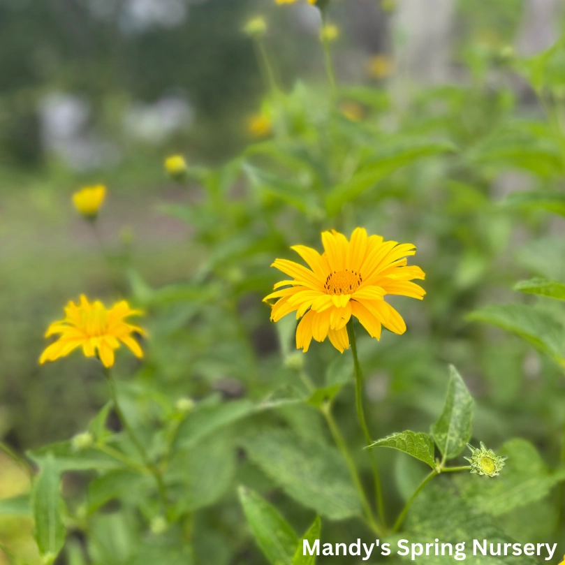 Summer Sun False Sunflower | Heliopsis helianthoides traditional flower vase  