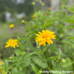 Summer Sun False Sunflower | Heliopsis helianthoides traditional flower vase  