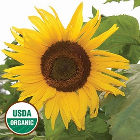 Sunflower, Arikara Organic Seeds floating plant shelf  