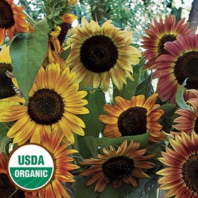 Sunflower, Evening Sun Organic Seeds small flower pot  