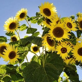 Sunflower, Giant Primrose Seeds floating plant shelf  