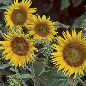 Sunflower, Irish Eyes Seeds floating plant shelf  