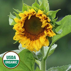 Sunflower, Mongolian Giant Organic Seeds floating plant shelf  