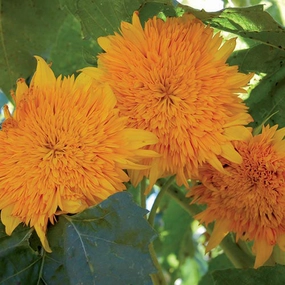 Sunflower, Orange Sun Seeds small flower pot  