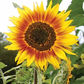 Sunflower, Ring of fire Seeds floating plant shelf  