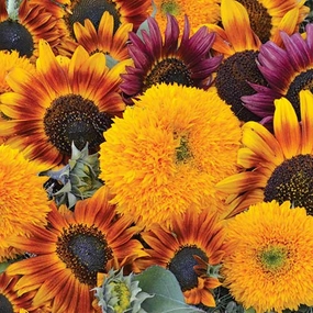 Sunflower, Sunflower Mixture Seeds small flower pot  
