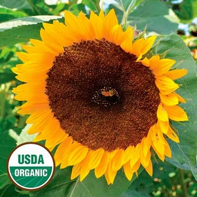 Sunflower, Taiyo Organic Seeds floating plant shelf  
