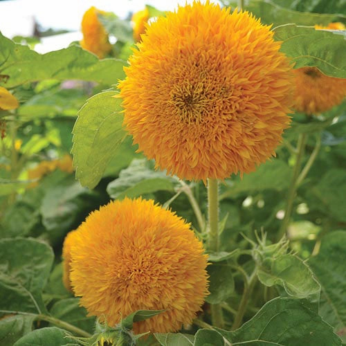 Sunflower, Teddy Bear Seeds floating plant shelf  