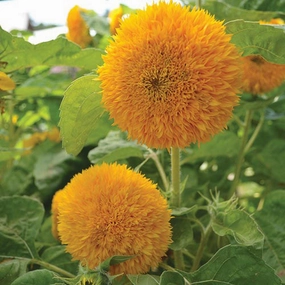 Sunflower, Teddy Bear Seeds floating plant shelf  