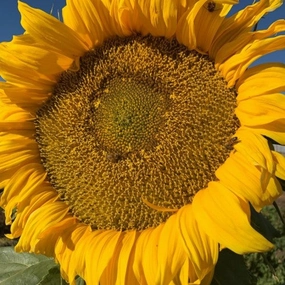 Sunflower, Titan Organic Seeds small flower pot  