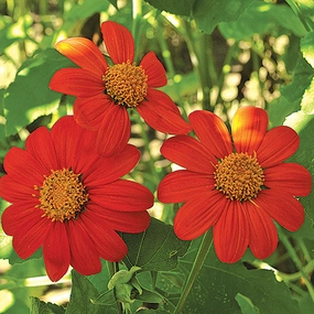 Sunflower, Torch Seeds floating plant shelf  