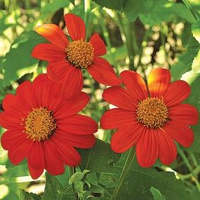 Sunflower, Torch Seeds small flower pot  