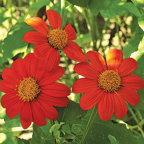 Sunflower, Torch Seeds small flower pot  