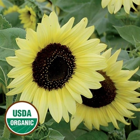 Sunflower, Valentine organic Seeds small flower pot  