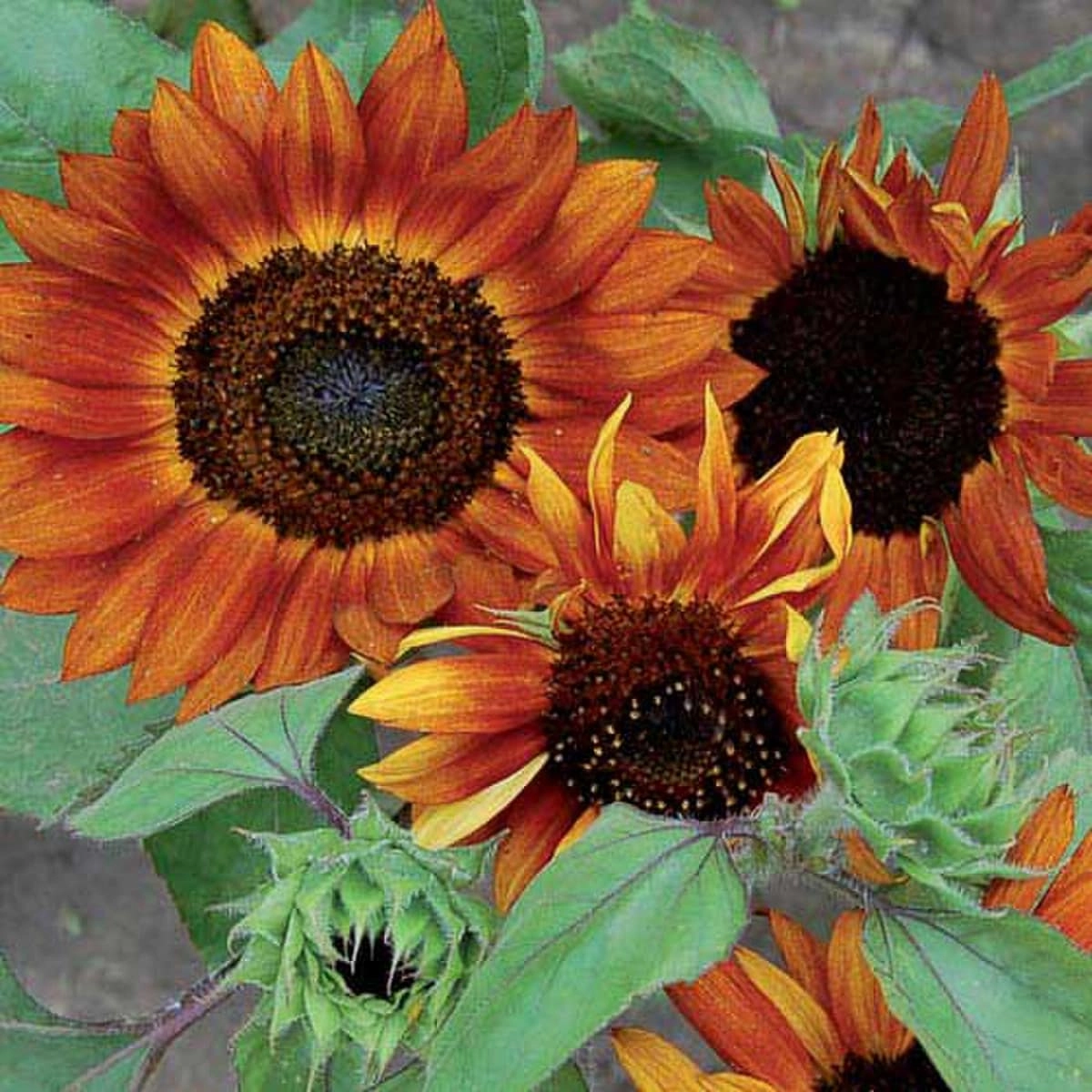 Sunflower, Velvet Queen Seeds floating plant shelf  