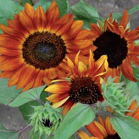 Sunflower, Velvet Queen Seeds floating plant shelf  