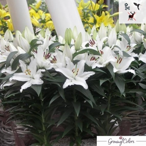 Sunny Bahamas Oriental Lily | Lilium 'Sunny Bahamas' traditional flower vase  