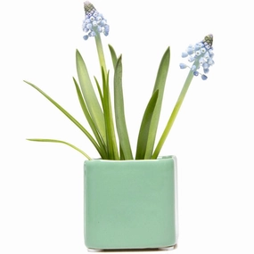 Svek Cube plant seeds  