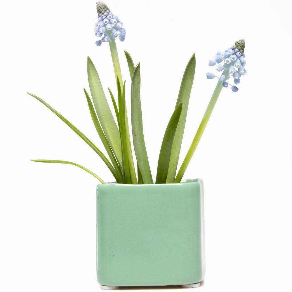 Svek Cube plant seeds  