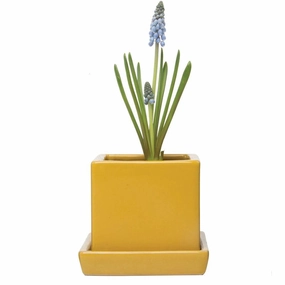 Svek Cube and Saucer plant seeds  