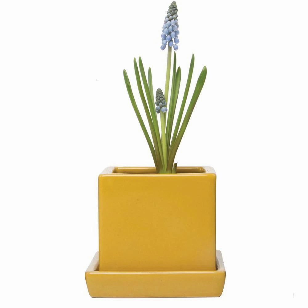 Svek Cube and Saucer plant seeds  