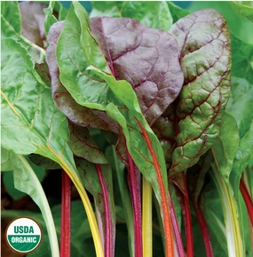 Swiss Chard, Five Color Silverbeet Organic Seeds floating plant shelf  