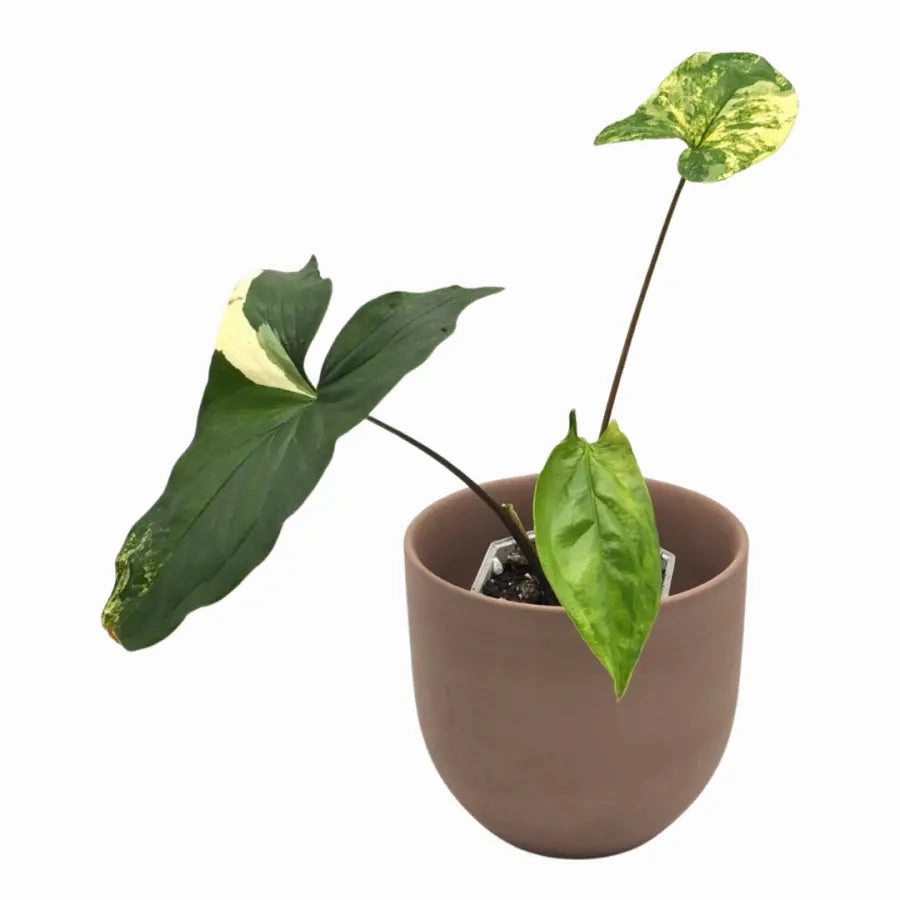 Syngonium Aurea