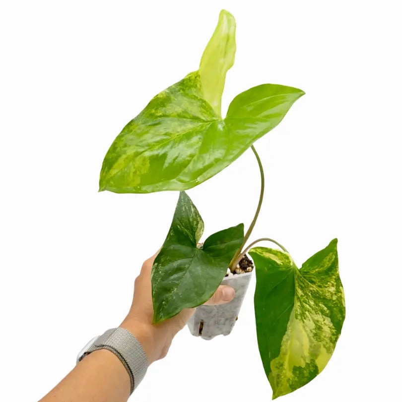 Syngonium Aurea