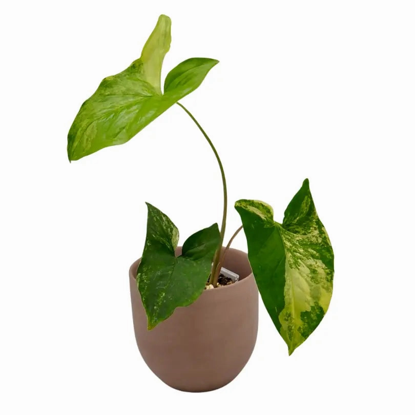 Syngonium Aurea large flower pot  