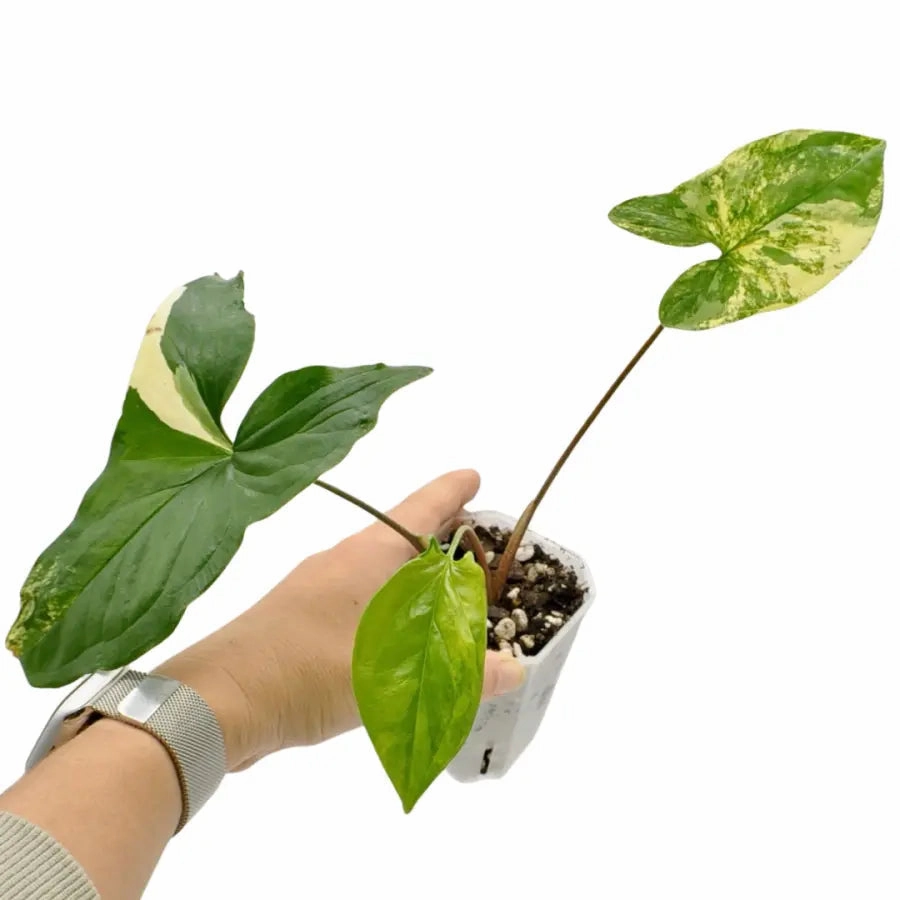 Syngonium Aurea