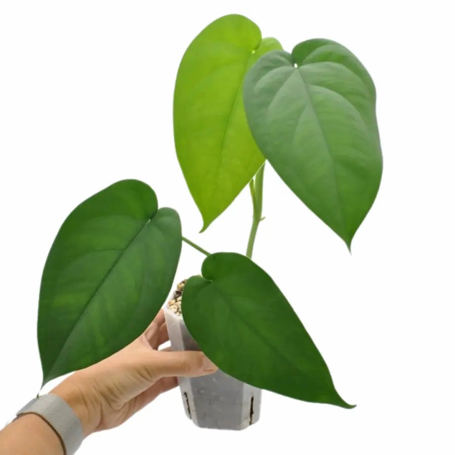 Syngonium Chiapense