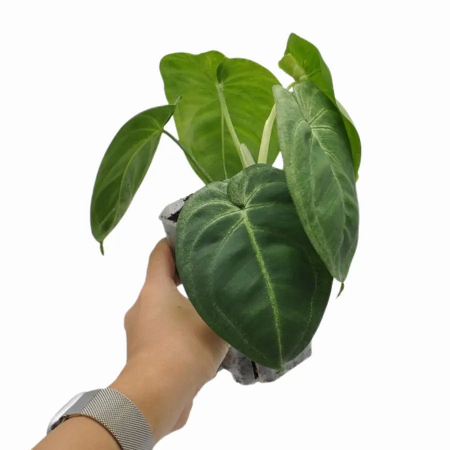 Syngonium chiapense 'Frosted Heart'