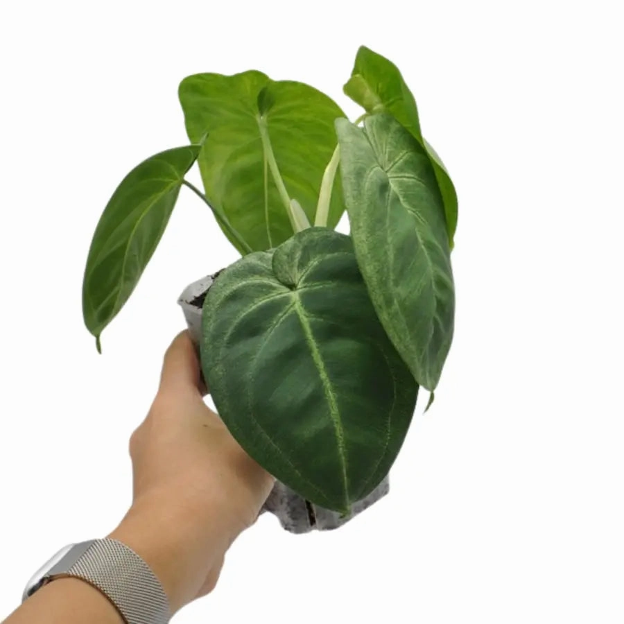 Syngonium chiapense 'Frosted Heart'