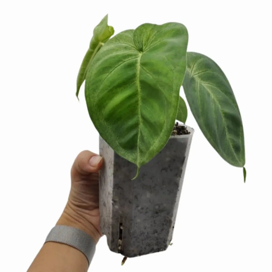 Syngonium chiapense 'Frosted Heart'