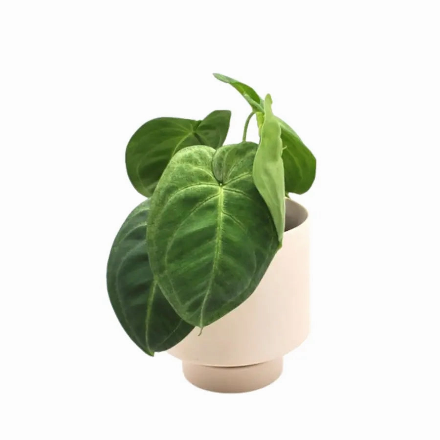 Syngonium chiapense 'Frosted Heart' large flower pot  