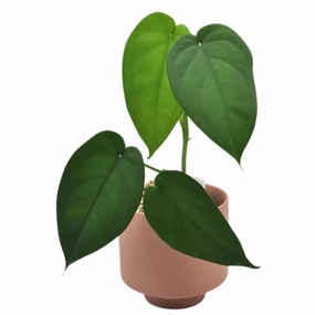 Syngonium Chiapense large flower pot  