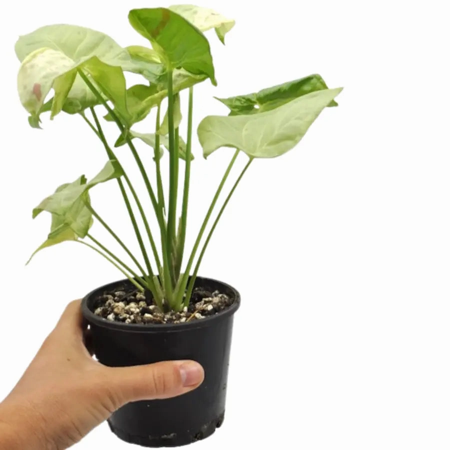 Syngonium Confetti