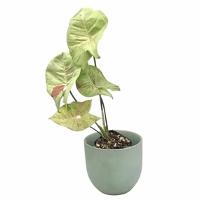 Syngonium Confetti large flower pot  