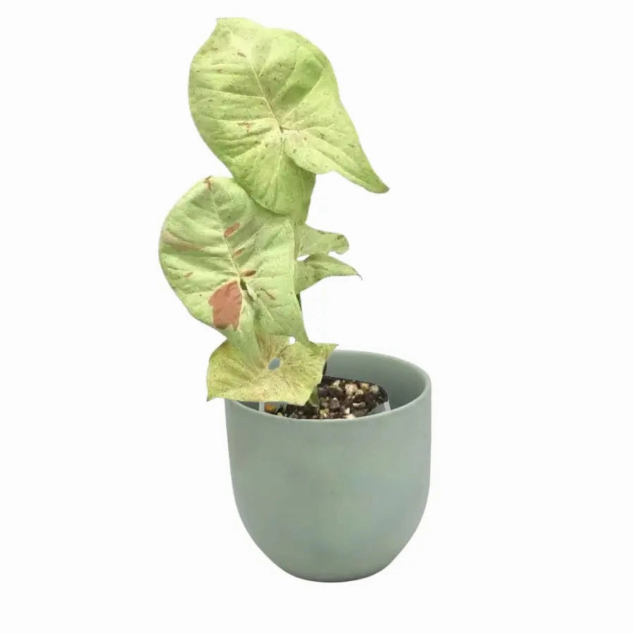 Syngonium Confetti