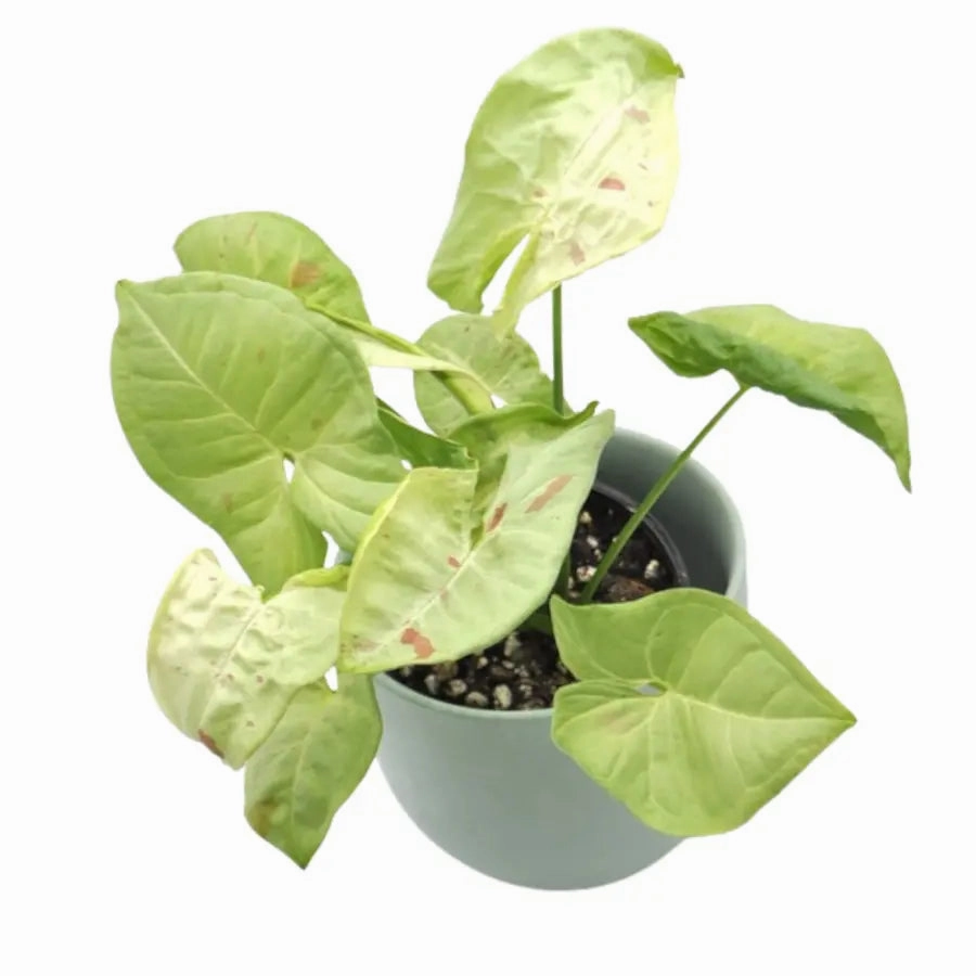 Syngonium Confetti