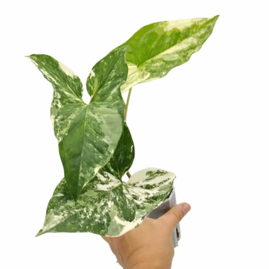 Syngonium Fantasy (Syngonium Podophyllum Albo Variegata)