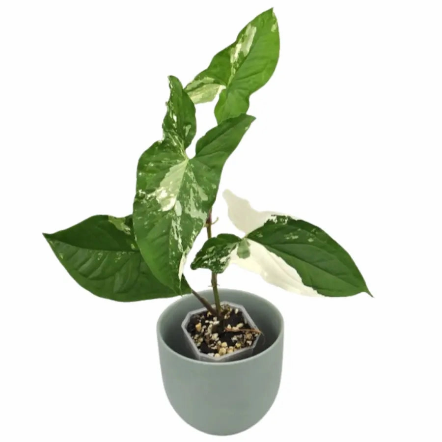 Syngonium Fantasy (Syngonium Podophyllum Albo Variegata)