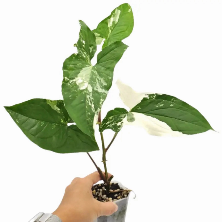 Syngonium Fantasy (Syngonium Podophyllum Albo Variegata)