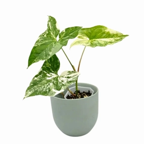 Syngonium Fantasy (Syngonium Podophyllum Albo Variegata) large flower pot  