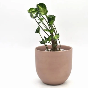 Syngonium Godzilla large flower pot  