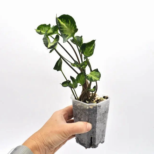 Syngonium Godzilla