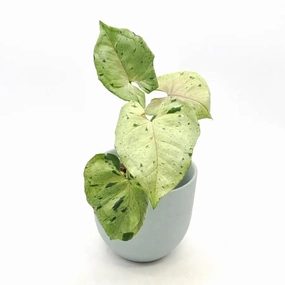 Syngonium Green Splash large flower pot  